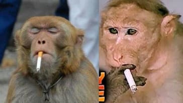 Comedy of monkey 1