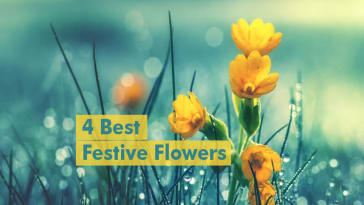4 Best festive flowers