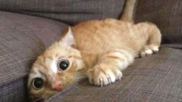 Funny Videos 2019