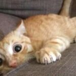 Super FUNNY VIDEOS compilation - WATCH and TRY TO STOP LAUGHING 27 Funny Videos 2019