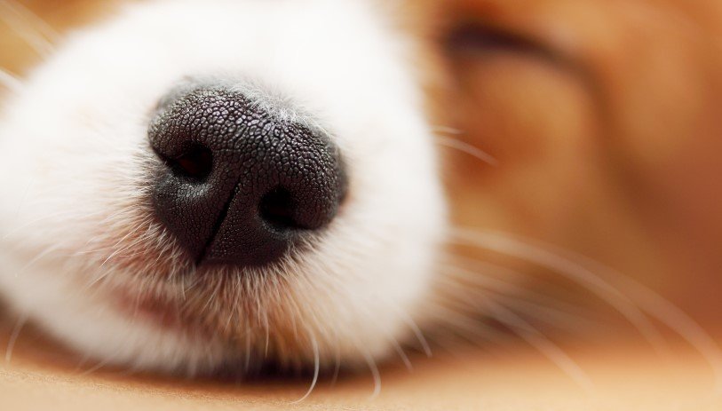 Dogs noses are wet to help absorb scent chemicals