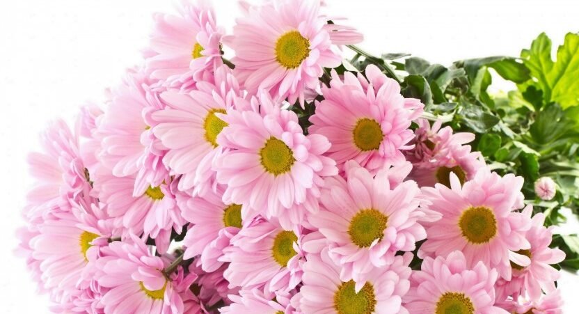 chrysanthemum bouquet chrysanthemum bouquet