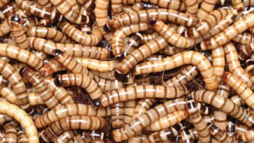 A Brief Guidance on Superworms