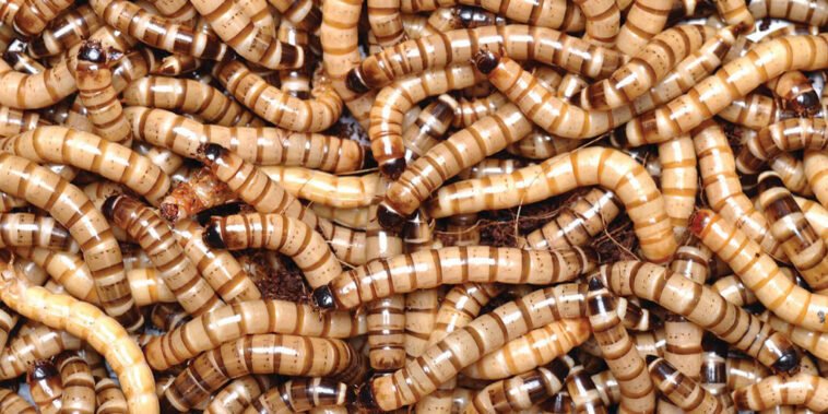 A Brief Guidance on Superworms 7 A Brief Guidance on Superworms