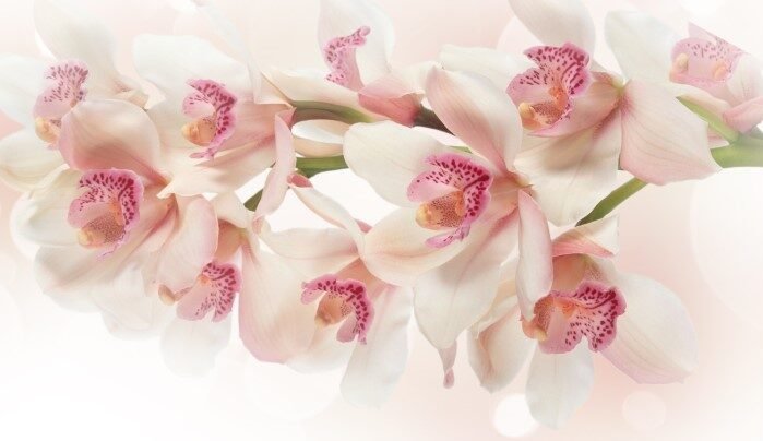 white orchid bouquet white orchid bouquet