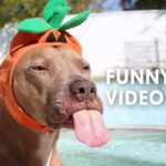 #19 Tickle your funny bone with these funny videos from 7Fun 27 funny videos