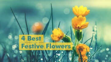 4 Best festive flowers