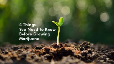 4 Things You Need To Know Before Growing Marijuana