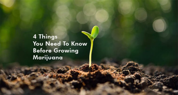 4 Things You Need To Know Before Growing Marijuana