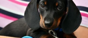 5 Dog Care Tips You Probably Were not Aware