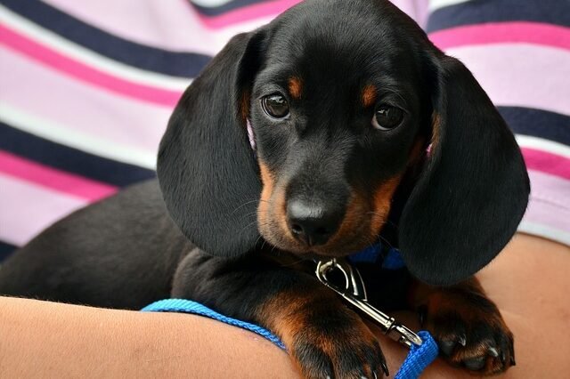 5 Dog Care Tips You Probably Were not Aware