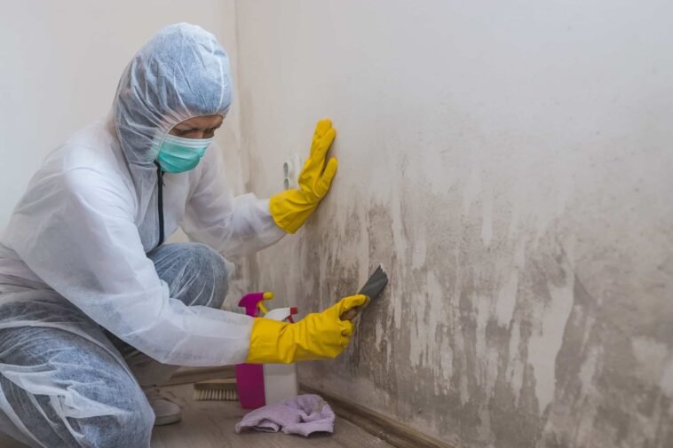 Orlando Mold Remediation: Ensuring a Healthy Environment 1